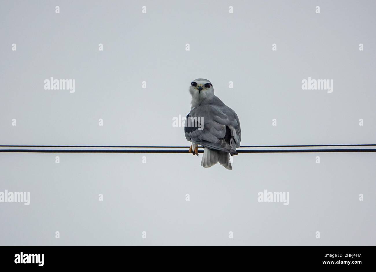 Cerf-volant à ailes noires ou cerf-volant à épaulettes noires, Elanus caeruleus, petit oiseau de proie diurne de la famille des Accipitridae, rapaces gris ou blanc à ailes longues, Banque D'Images