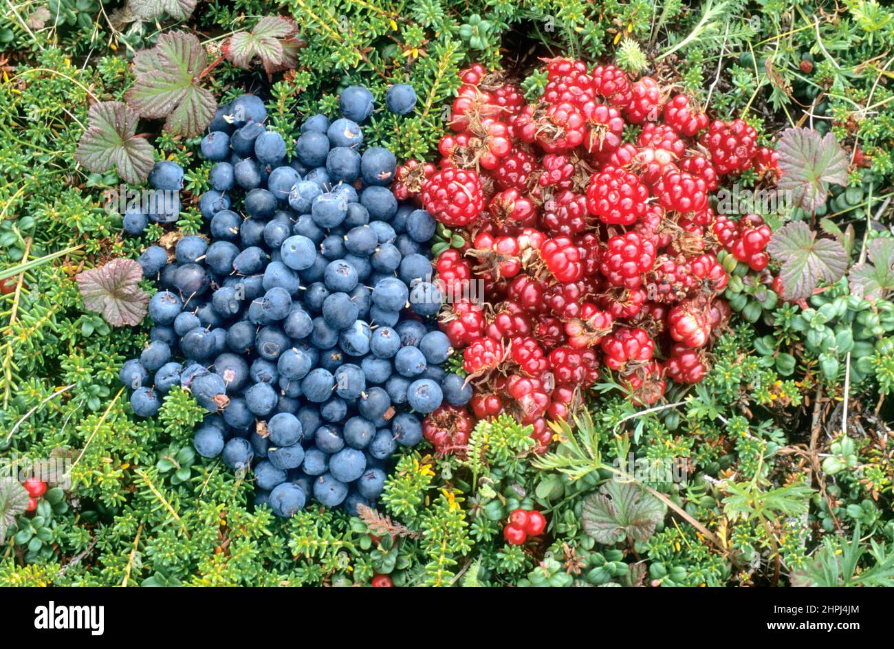 Pile de bleuets de l'Alaska (Vaccinium uliginosum) et de baies de nagoon (Rubus arcticus) sur la toundra de l'Alaska, refuge national de la faune de Becharof, Alaska Banque D'Images