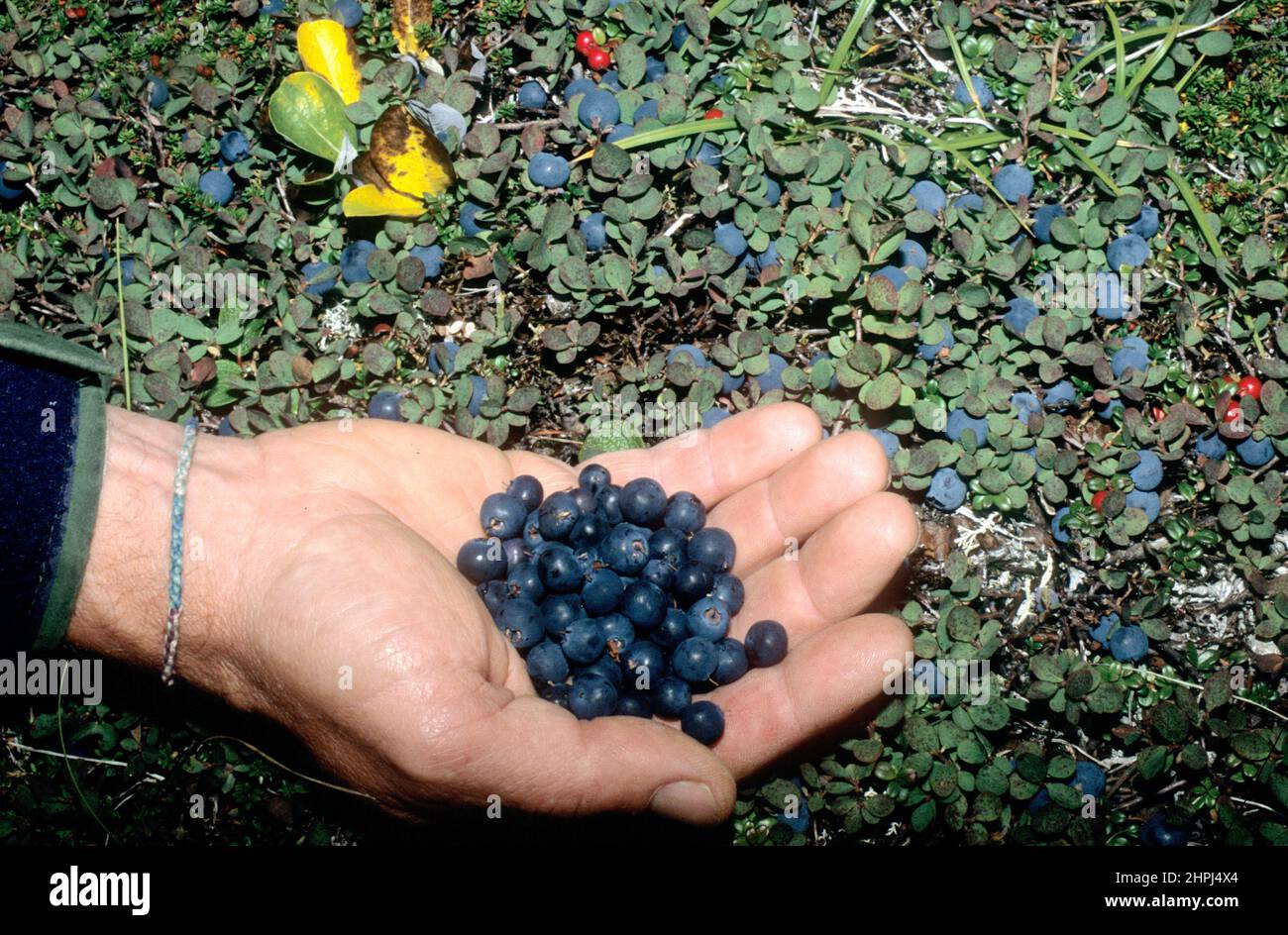 Poignée de bleuets d'Alaska (Vaccinium uliginosum), refuge national de la faune de Becharof, Alaska Banque D'Images