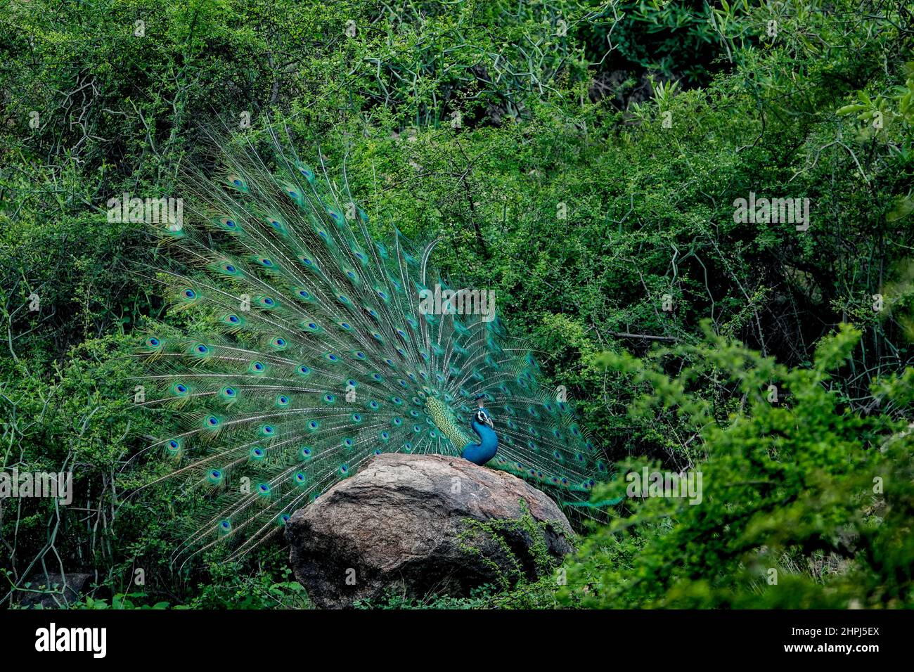 paon-m-le-avec-plumage-d-accouplement-enti-rement-expos-sur-une