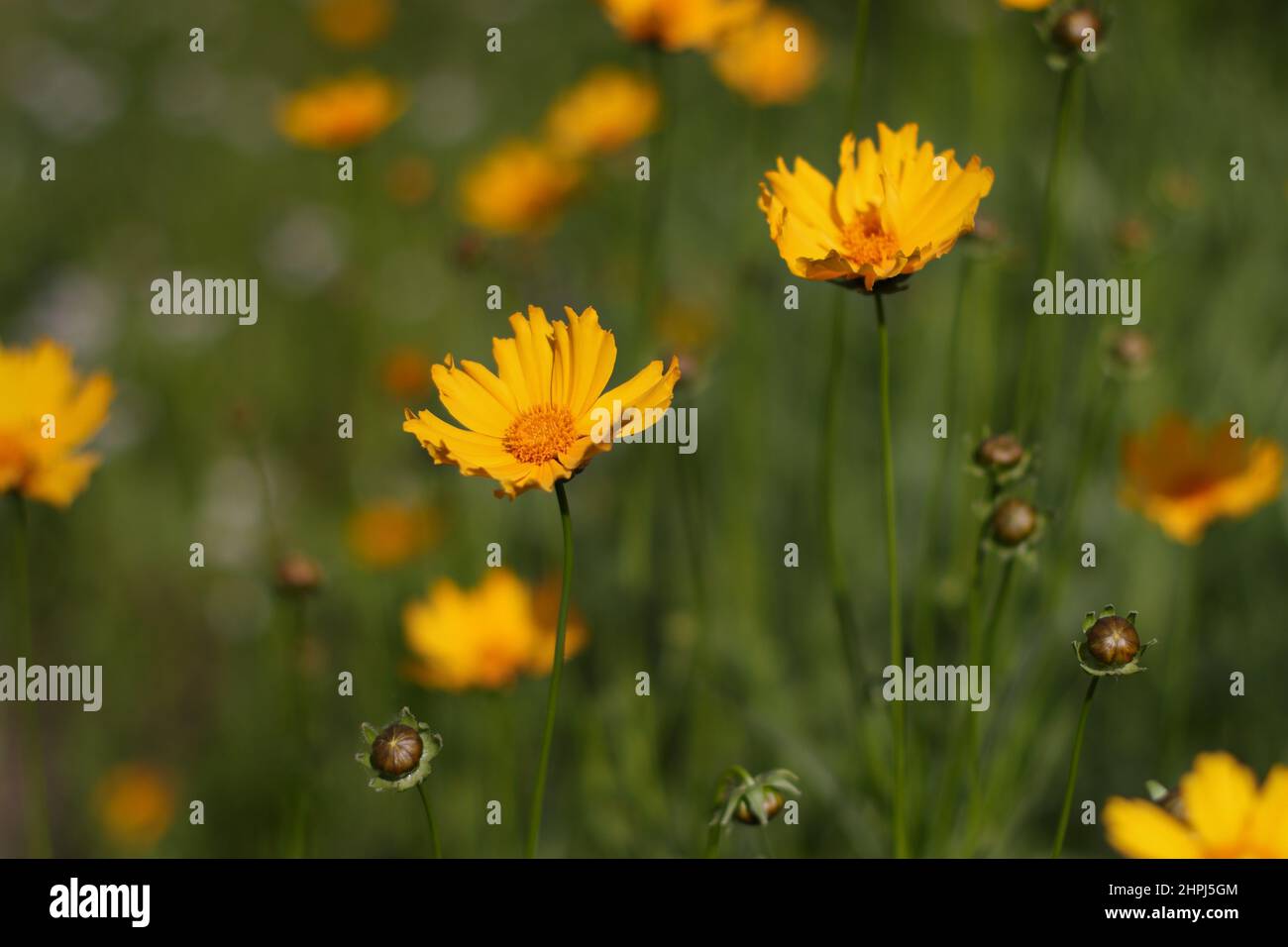Fleurs de Coreopsis gros plan, plantes à fleurs Banque D'Images