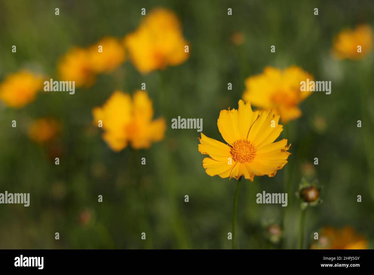 Fleurs de Coreopsis gros plan, plantes à fleurs Banque D'Images