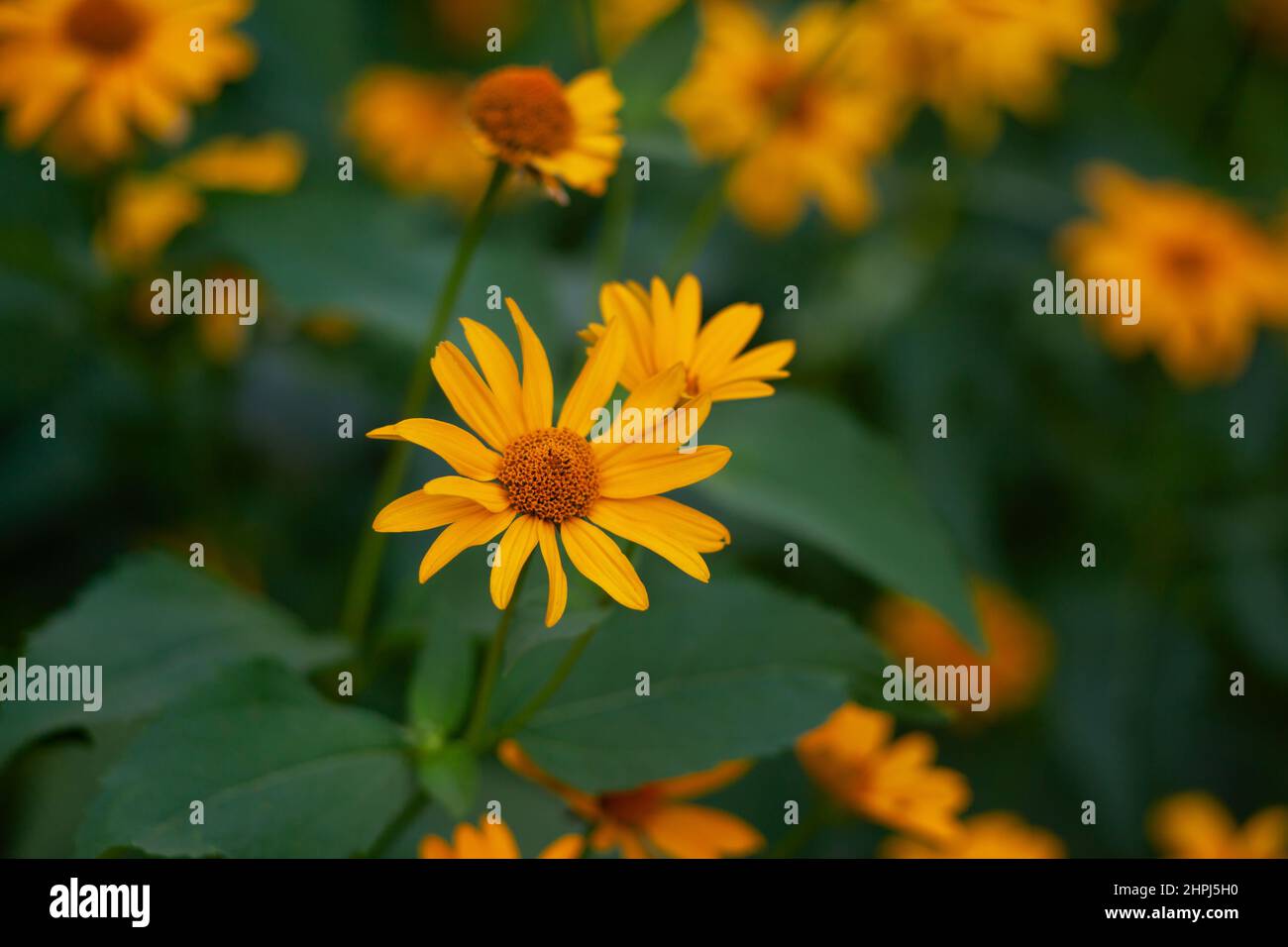 Fleurs de Coreopsis gros plan, plantes à fleurs Banque D'Images