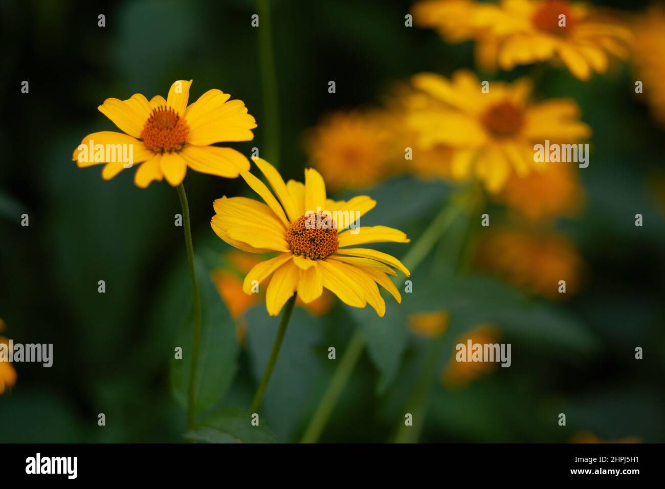 Fleurs de Coreopsis gros plan, plantes à fleurs Banque D'Images