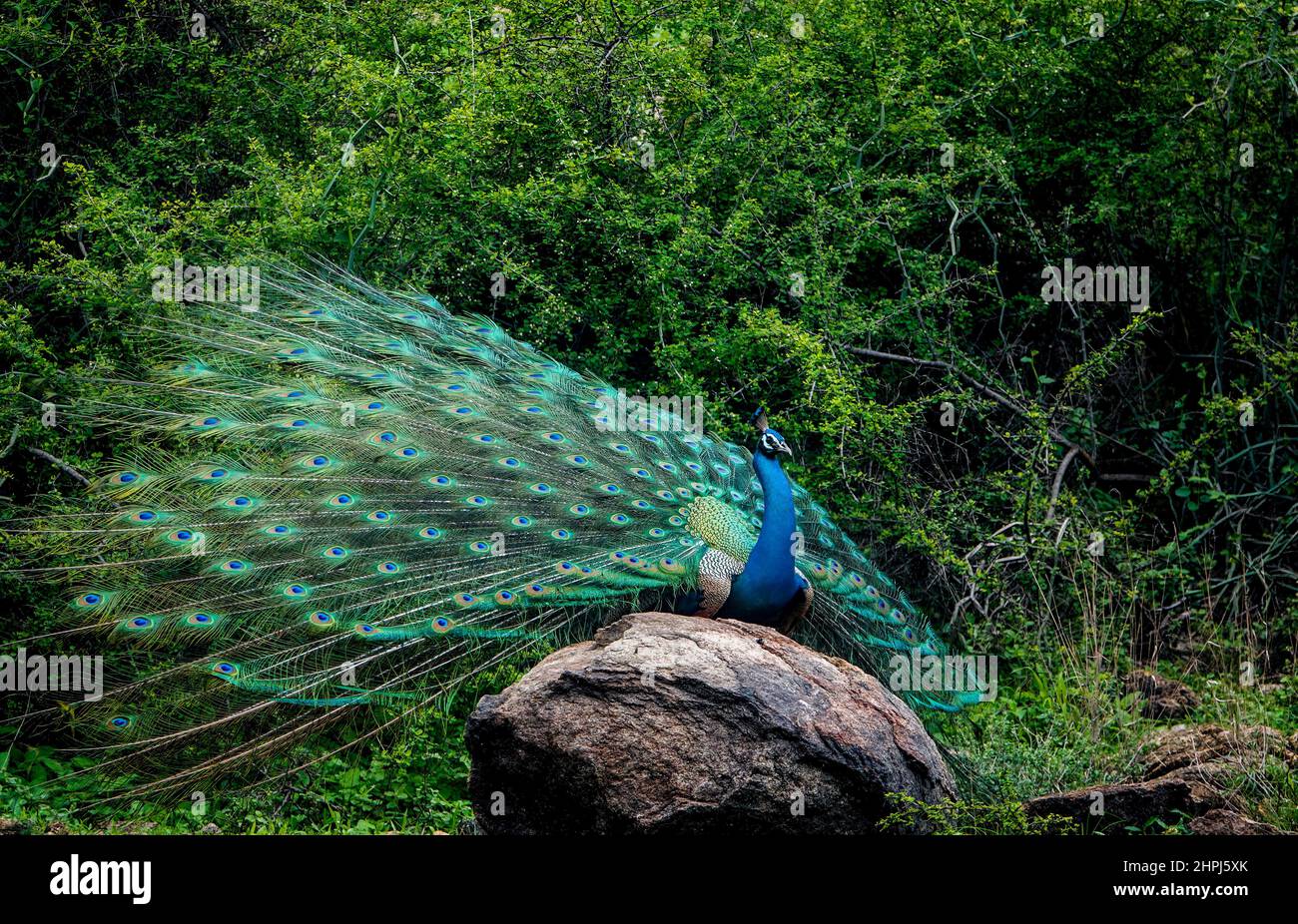 paon-m-le-avec-plumage-d-accouplement-enti-rement-expos-sur-une
