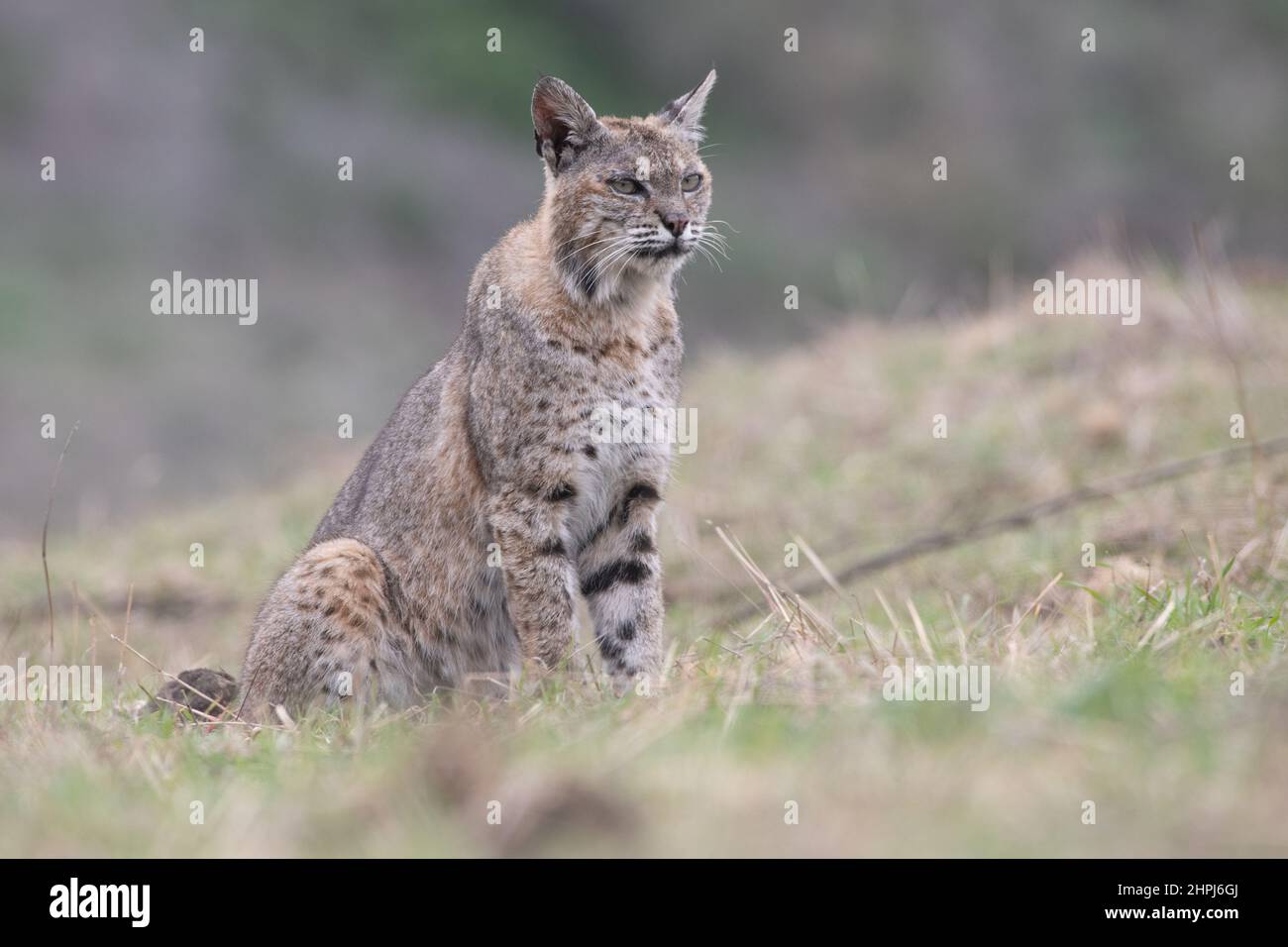 Un chat mâle décontracté (Lynx rufus) dans un champ en Californie. Banque D'Images