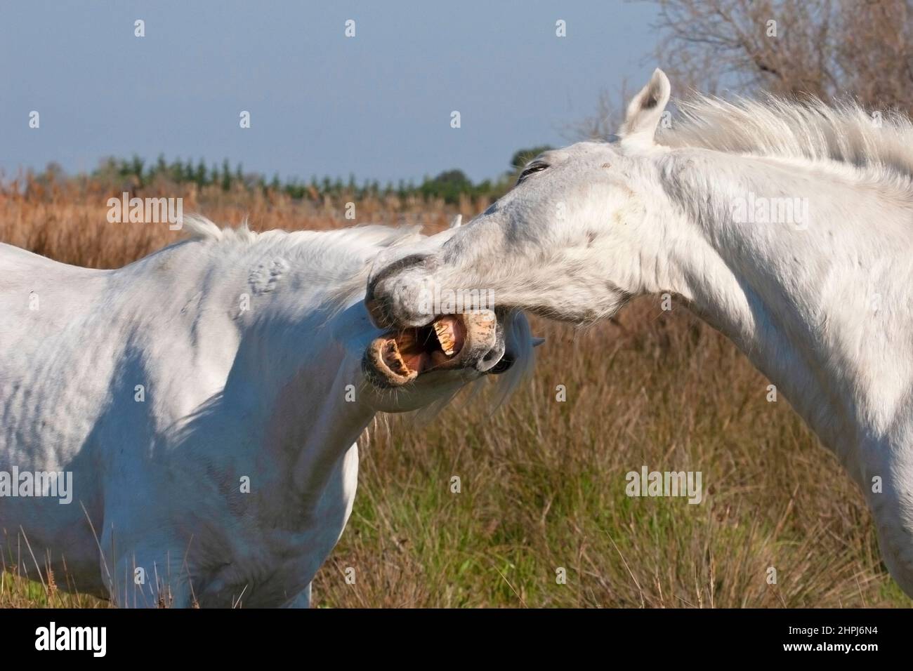 Chevaux de Camargue, étalons mordant lors d'un combat simulé dans le marais de Camargue dans le sud de la France Banque D'Images