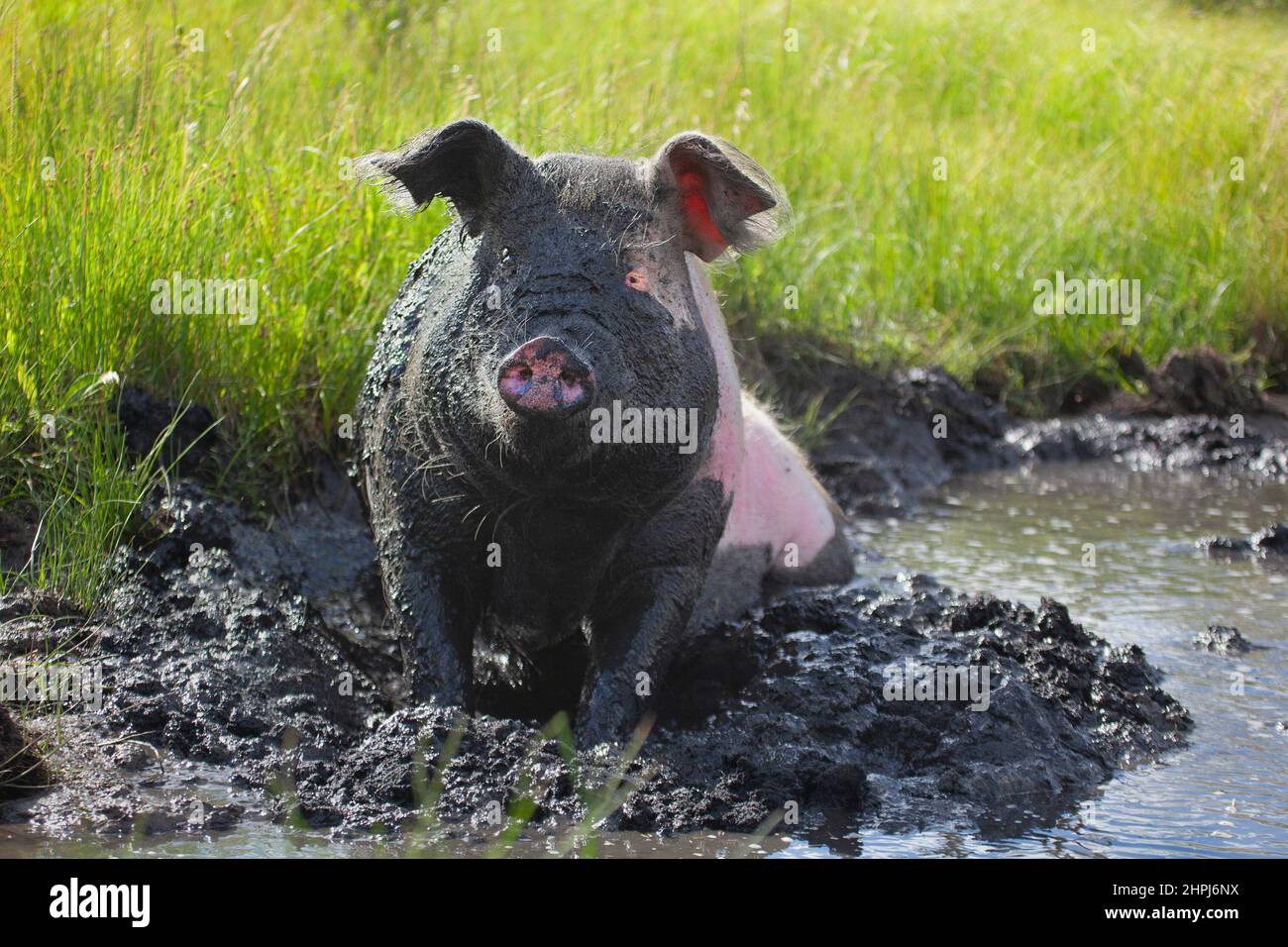 Joyeux cochon en liberté dans un trou de boue dans un pâturage en plein air dans un sanctuaire d'animaux de ferme, Alberta, Canada Banque D'Images