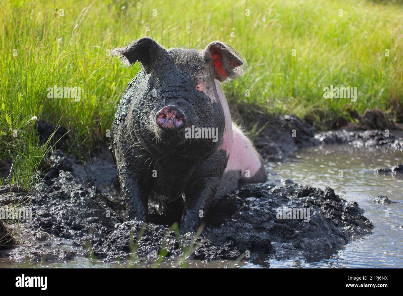 Joyeux cochon en liberté dans un trou de boue sur un pâturage extérieur dans un sanctuaire d'animaux de ferme, Alberta, Canada Banque D'Images