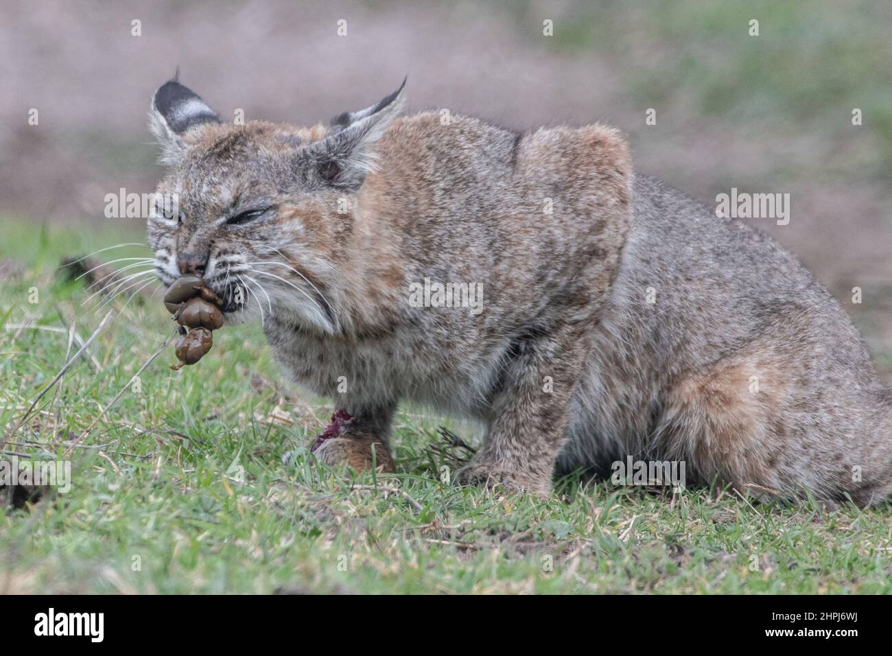 Un bobcat sauvage (Lynx rufus) avec un gopher qu'il a capturé. Le chat tient les intestins dans sa bouche avant des manger. En Californie, aux États-Unis. Banque D'Images