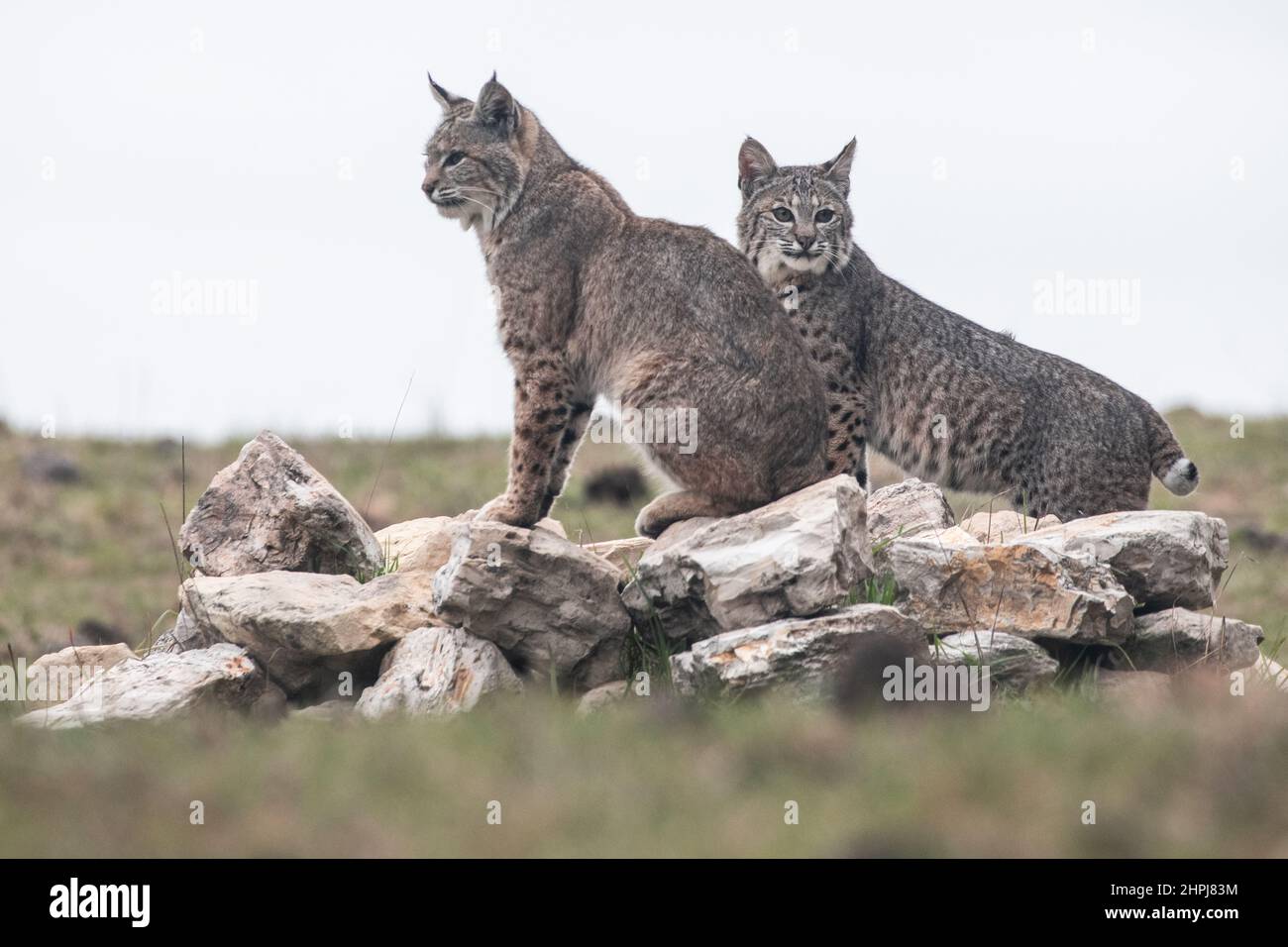 Une mère sauvage de lynx roux (Lynx rufus) et son chaton dans le désert de Californie - le jeune chat est presque assez vieux pour se fend pour lui-même. Banque D'Images