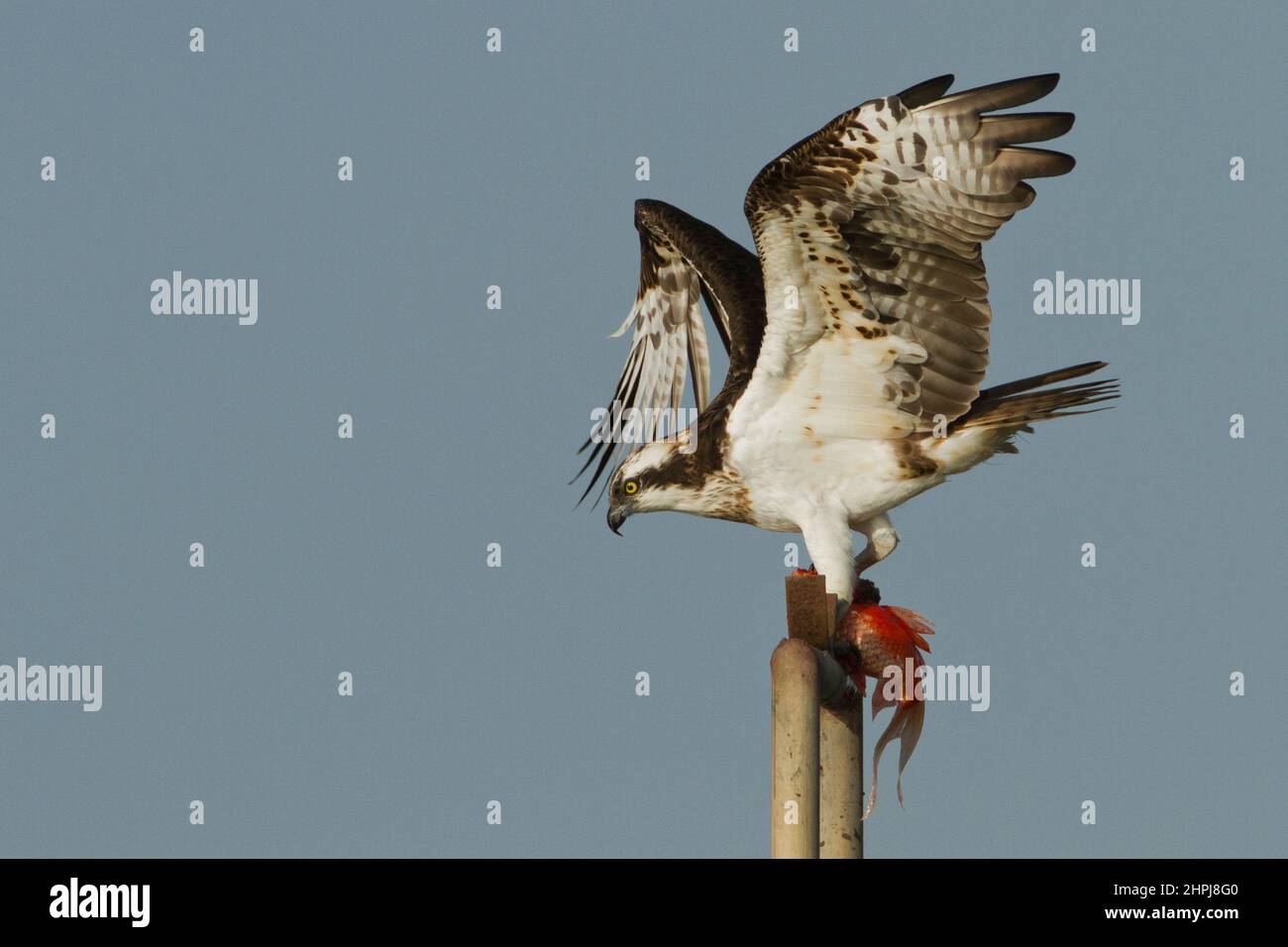 Osprey avec une mort de poisson (Pandion haliatus), également appelé faucon de mer, faucon de rivière, et faucon de poisson, Banque D'Images