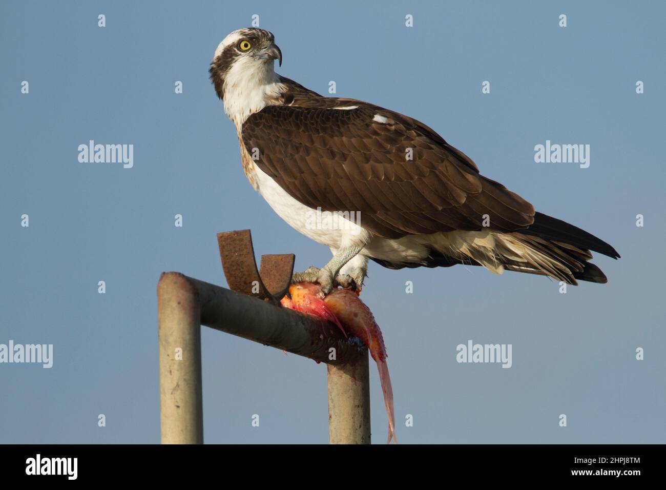 Osprey avec une mort de poisson (Pandion haliatus), également appelé faucon de mer, faucon de rivière, et faucon de poisson, Banque D'Images