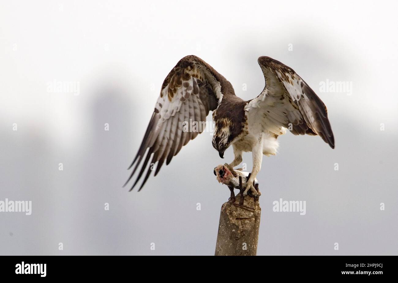 Osprey avec une mort de poisson (Pandion haliatus), également appelé faucon de mer, faucon de rivière, et faucon de poisson, Banque D'Images