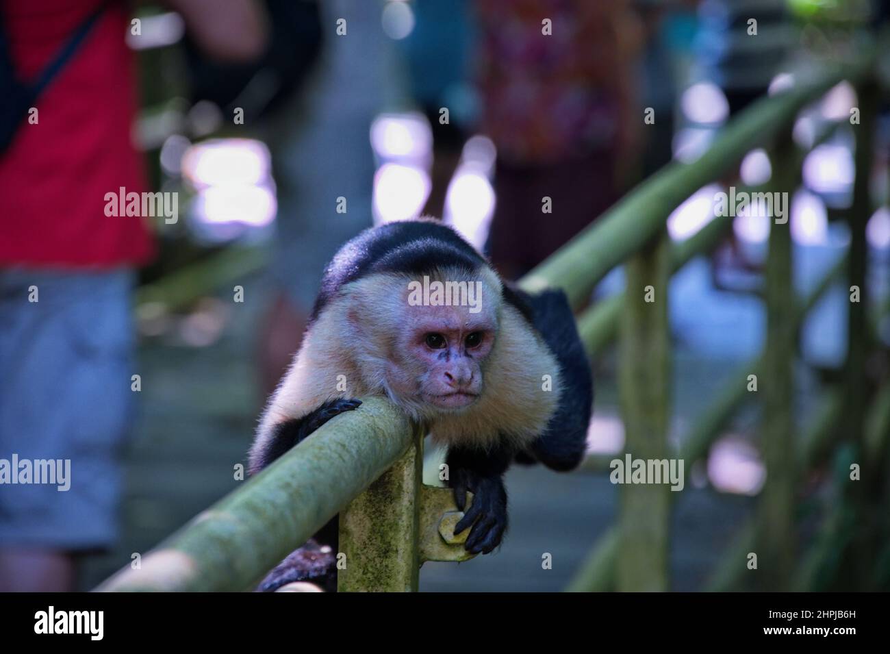 Monkey dans le parc naturel au Costa Rica parmi les touristes Banque D'Images