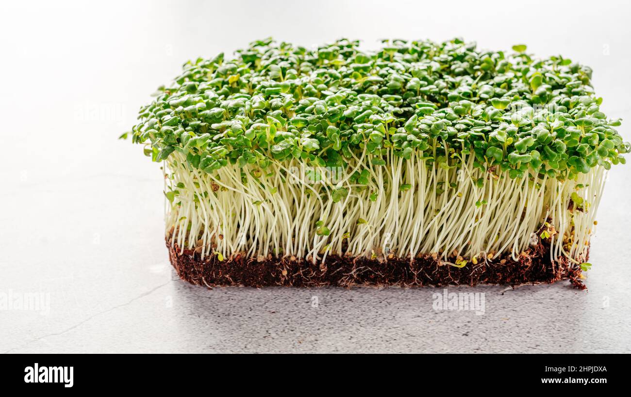 Culture de micro-verts à la maison, pousses de micro-verts frais sur la table de cuisine Banque D'Images