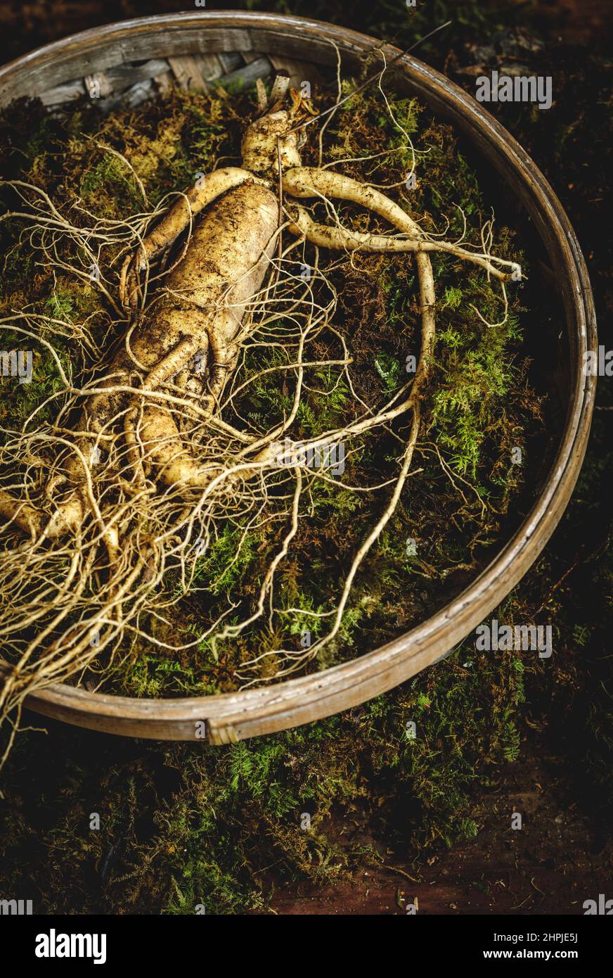 Ginseng frais Banque D'Images