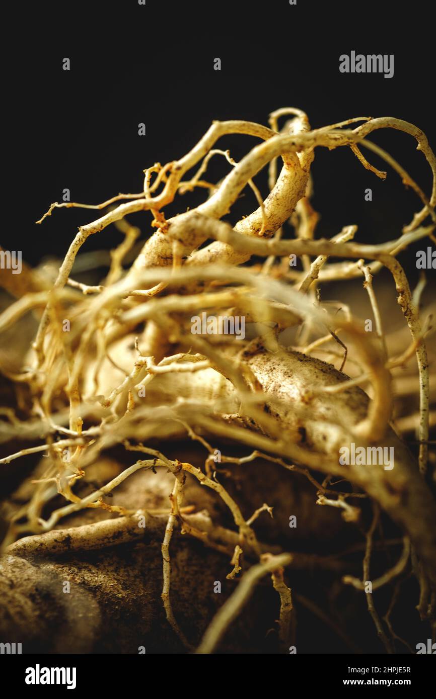 Ginseng frais Banque D'Images