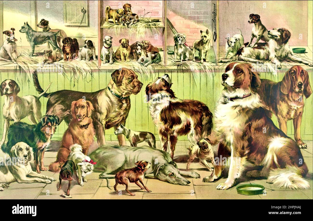 Spectacle de chiens vintage Banque D'Images