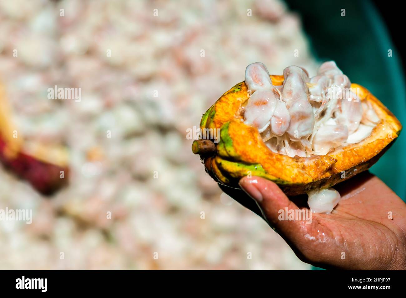 Une gousse de cacao fraîchement récoltée, avec des graines de cacao couvertes de pâte, est considérée comme tenue dans une main sur une ferme traditionnelle de cacao à Cuernavaca, en Colombie. Banque D'Images