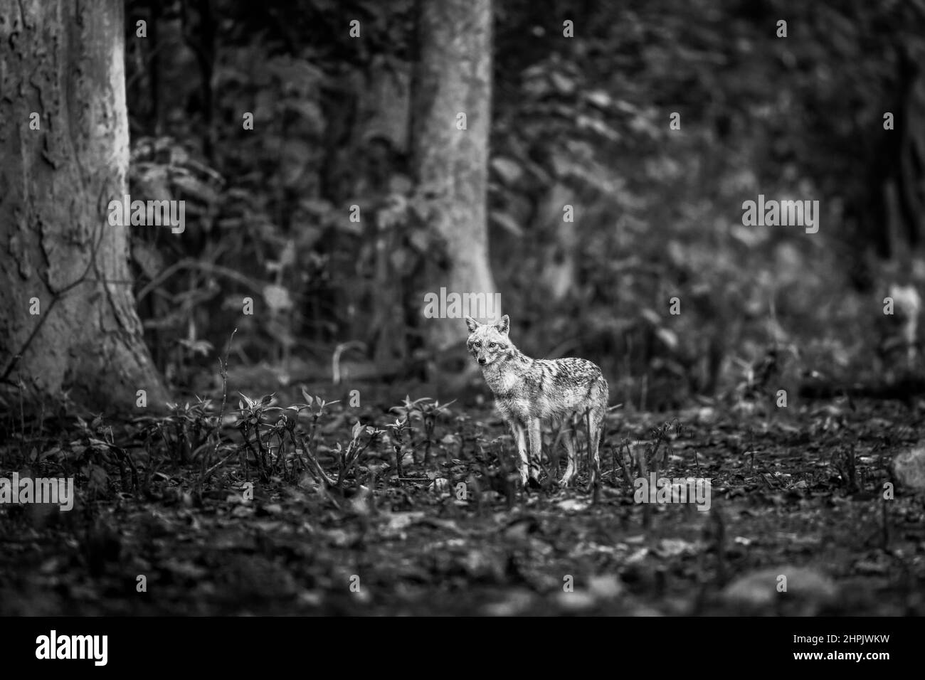 portrait d'art de canis aureus ou de Golden Jackal sur fond noir et blanc dans la zone de dhikala du parc national Jim corbett ou de la réserve forestière de l'inde Banque D'Images portrait d'art de canis aureus ou de Golden Jackal sur fond noir et blanc dans la zone de dhikala du parc national Jim corbett ou de la réserve forestière de l'inde Banque D'Images