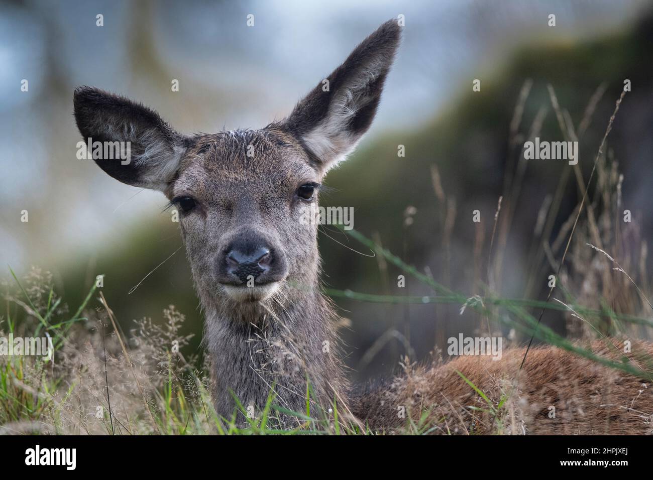 Red Deer (Cervus elaphus), Hind Banque D'Images
