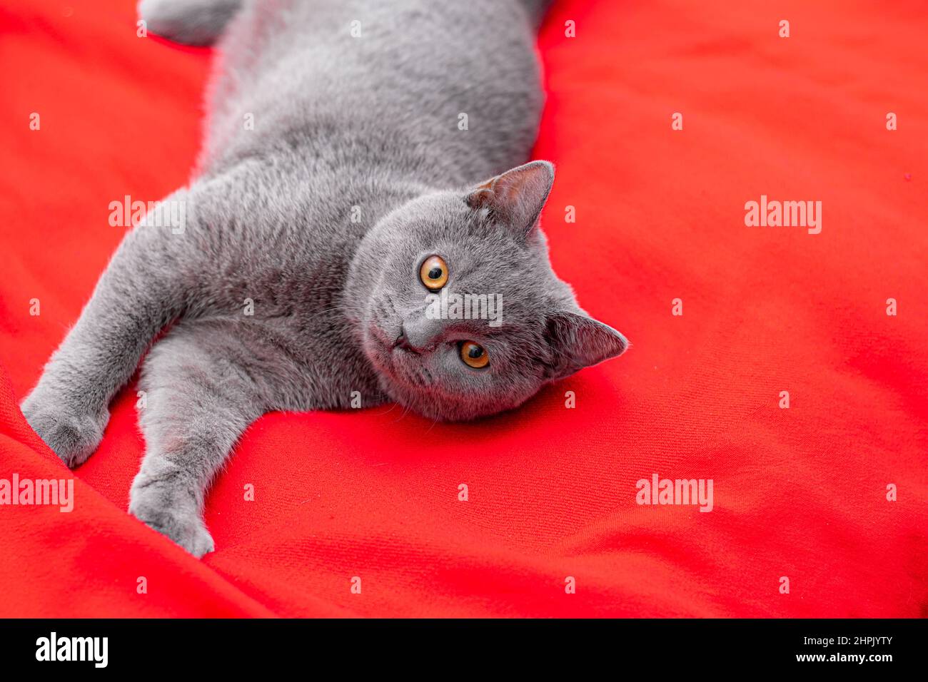 Un chat gris sur un écossais rouge . Un animal de compagnie. Un article sur les chats. Chat britannique. Copier l'espace Banque D'Images