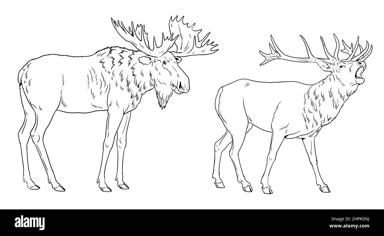 Illustration des cerfs et des orignaux. Grands herbivores pour livre de coloriage. Dessin d'animaux sauvages. Banque D'Images