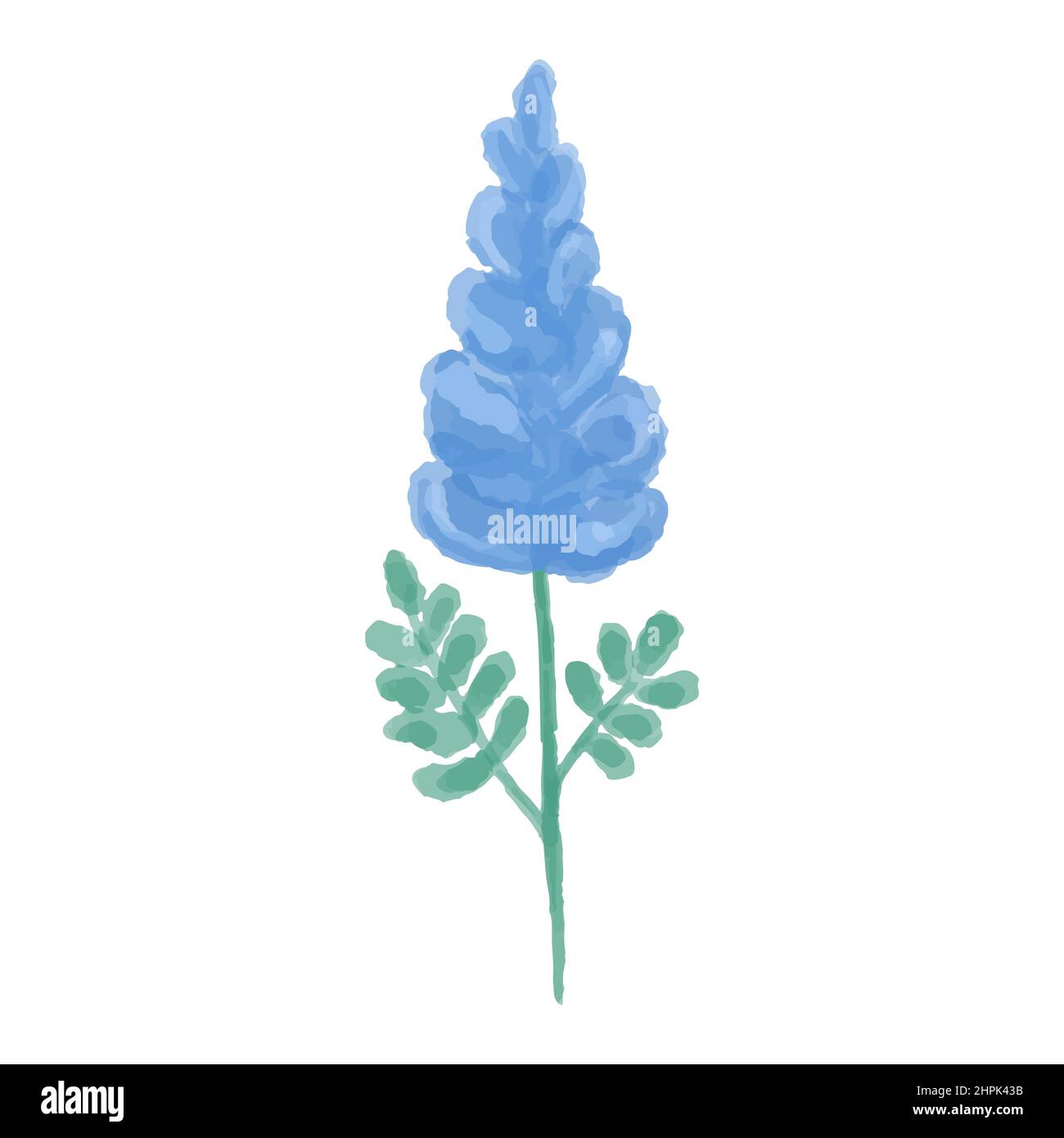 Illustration dessinée à la main d'une fleur sauvage bleue. Gladiolus peint à l'aquarelle. Illustration vectorielle. Illustration de Vecteur