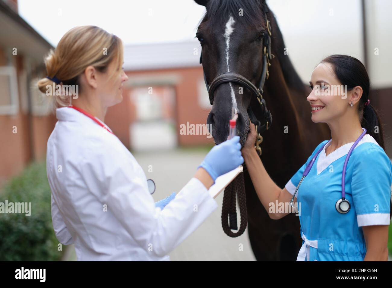 Femmes vétérinaires tenant le tube à essai avec analyse près de cheval Banque D'Images