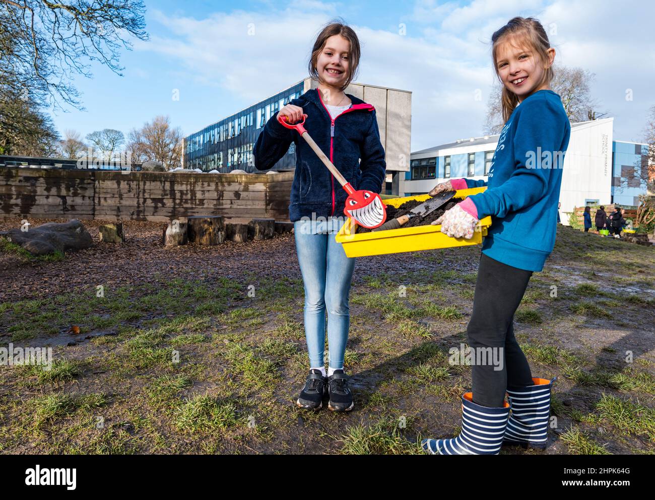 Trinity Primary School, Édimbourg, Écosse, Royaume-Uni, 22 février 2022. Terre végétale pour les écoles : excavation pendant le projet des biomes du jardin botanique royal, un surplus de terre végétale de 50 tonnes est accordé aux écoles, aux allotissements et aux organismes communautaires par Balfour Beatty. Une livraison de 5 tonnes a lieu à l'école primaire Trinity pour transporter la terre ou la terre pour remplir les planteurs dans le jardin de l'école pour que les élèves cultivent des légumes. Les élèves du primaire 4 utilisent des récipients de toutes formes et tailles pour déplacer la terre pour remplir les planteurs ; un travail d'équipe est nécessaire Banque D'Images