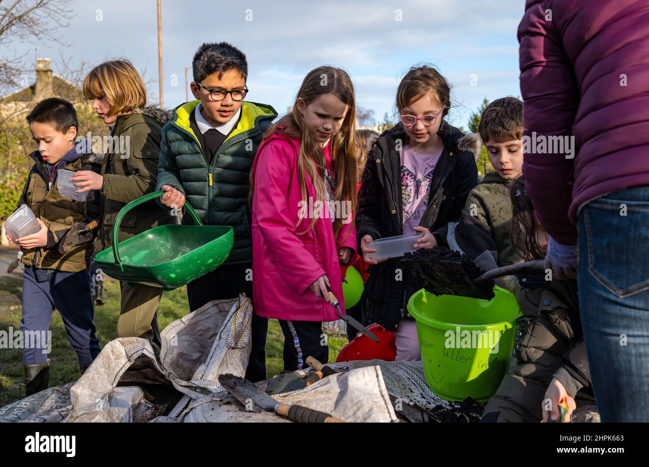 Trinity Primary School, Édimbourg, Écosse, Royaume-Uni, 22 février 2022. Terre végétale pour les écoles : excavation pendant le projet des biomes du jardin botanique royal, un surplus de terre végétale de 50 tonnes est accordé aux écoles, aux allotissements et aux organismes communautaires par Balfour Beatty. Une livraison de 5 tonnes a lieu à l'école primaire Trinity pour transporter la terre ou la terre pour remplir les planteurs dans le jardin de l'école pour que les élèves cultivent des légumes. Les élèves du primaire 4 utilisent des récipients de toutes formes et tailles pour déplacer la terre pour remplir les planteurs ; un travail d'équipe est nécessaire Banque D'Images
