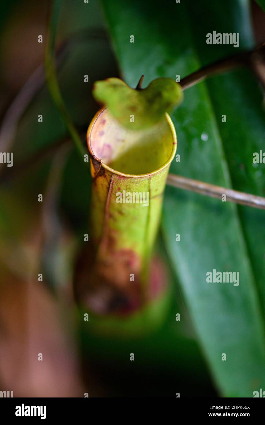 Plante de Pitcher sauvage suspendue dans la forêt tropicale Banque D'Images