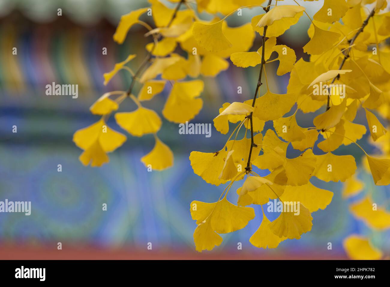 Parc ditan de Pékin, arbre Simon ginkgo Banque D'Images