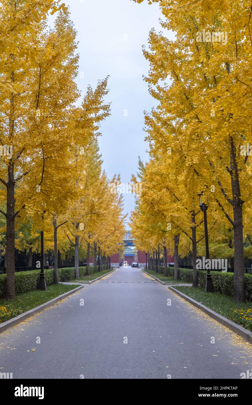 Beijing ditan Simon guang houjie ginkgo arbre Banque D'Images