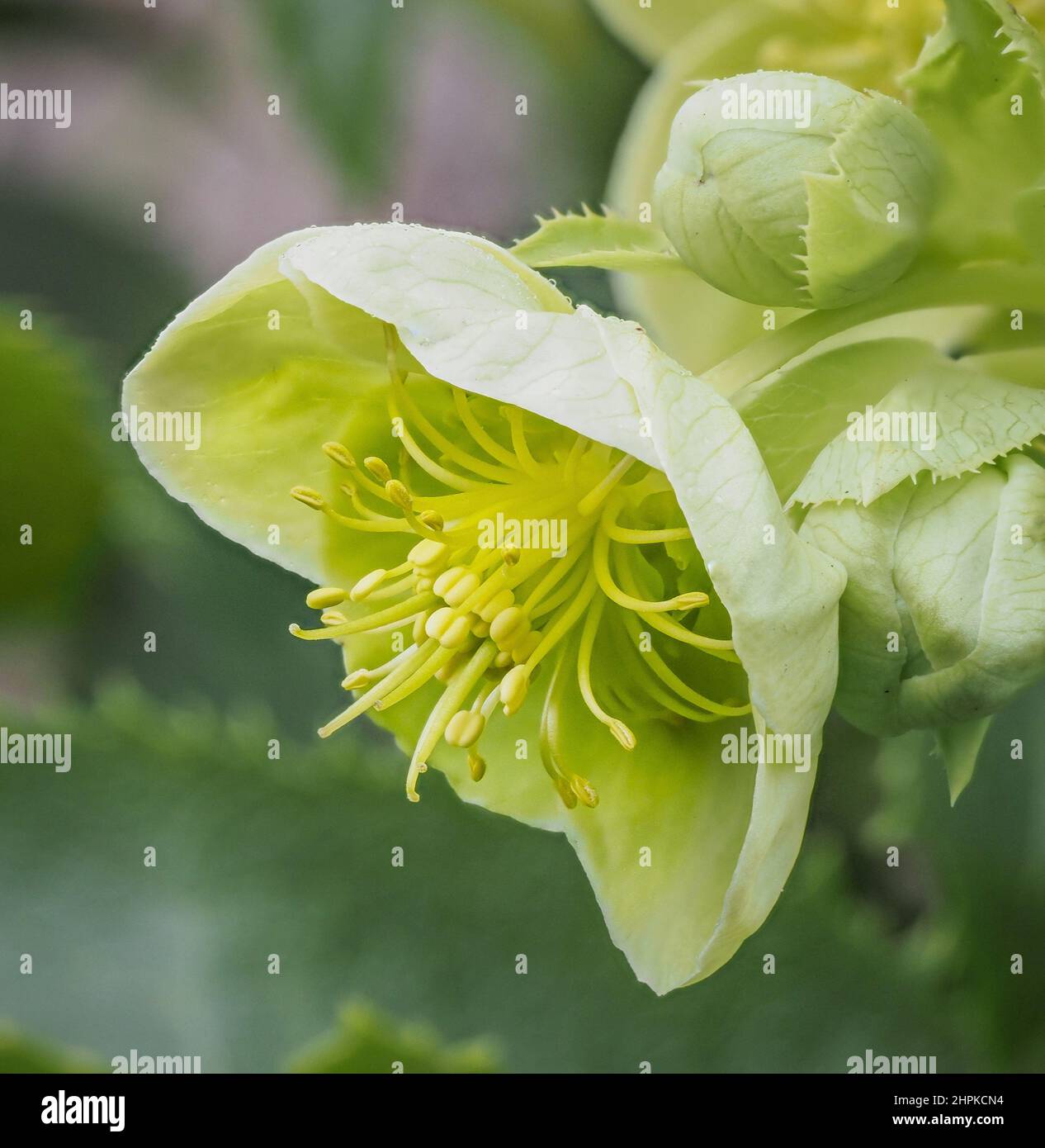 Des fleurs vertes attrayantes de l'hellébore Corse H corsicus ou argutifolius fleurissent à la fin de l'hiver et au début du printemps - Royaume-Uni Banque D'Images