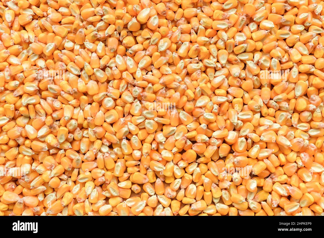 Vue de dessus des grains de maïs récoltés comme arrière-plan, graines de maïs mûres récoltées Banque D'Images