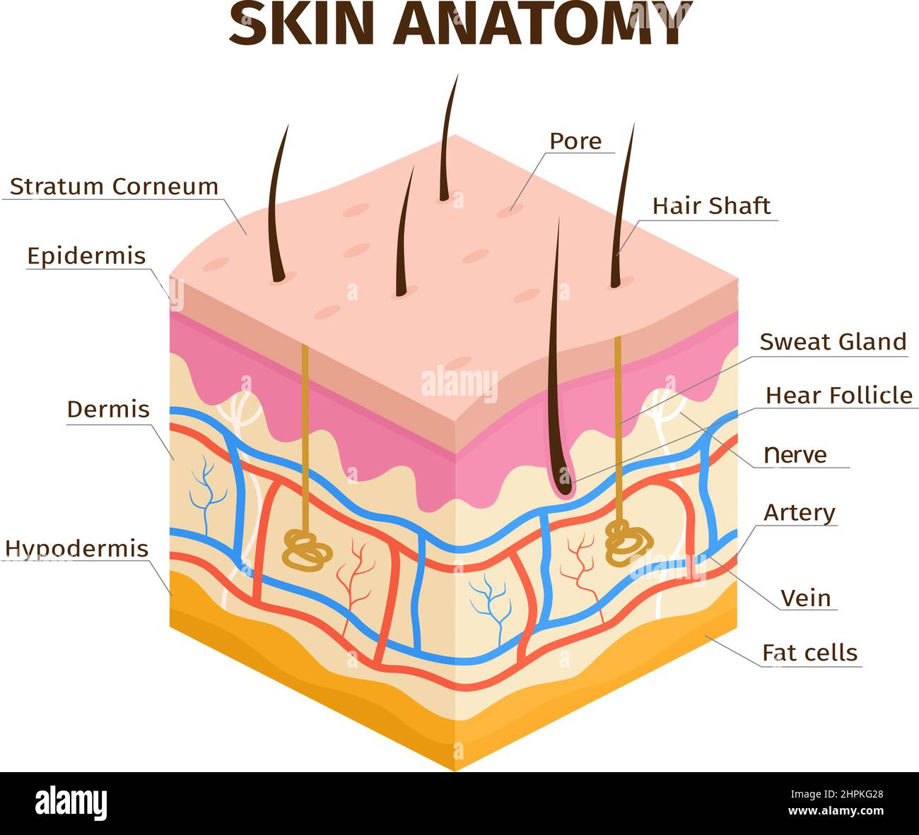 Couches de peau humaine anatomie, derme, épiderme et tissu hypoderme. Infographie sur la Couches de peau humaine anatomie, derme, épiderme et tissu hypoderme. Infographie sur la