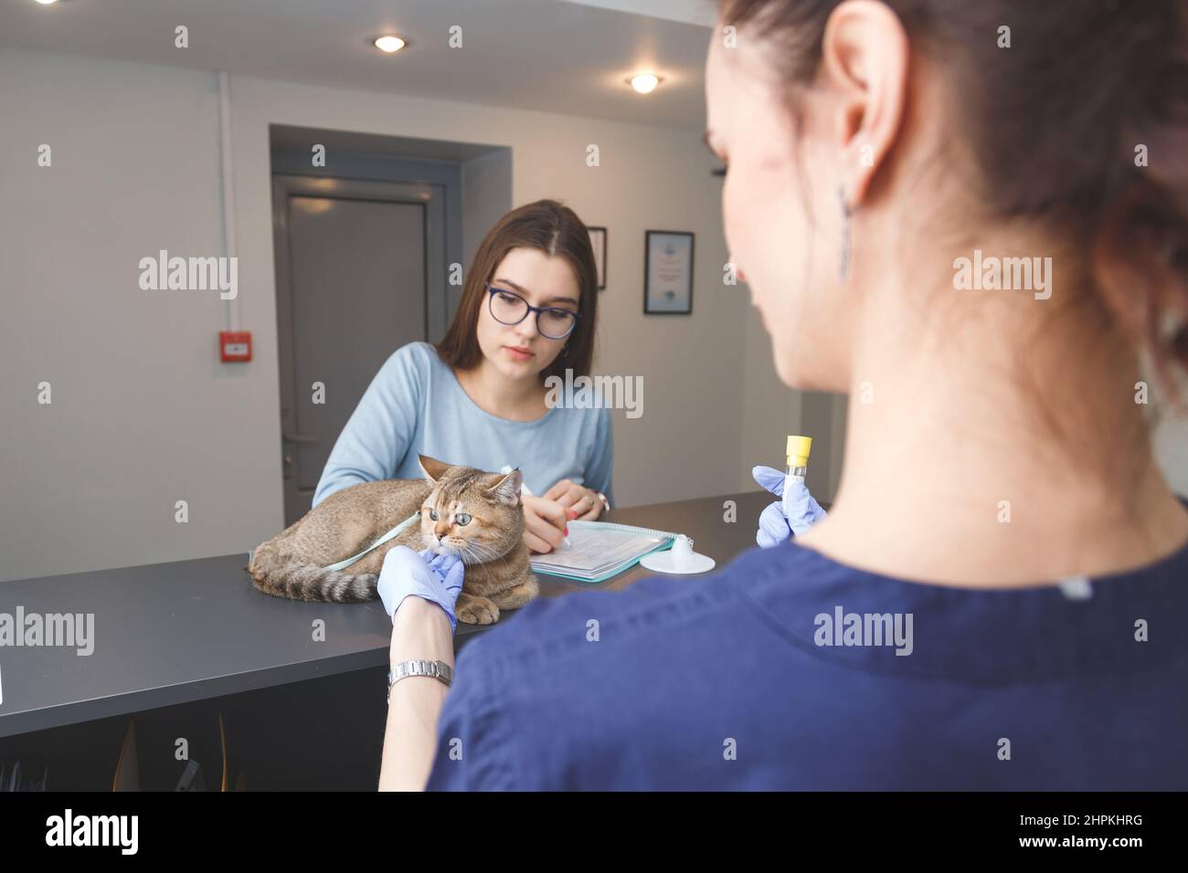 La jeune femme propriétaire d'animal de compagnie signe des documents pour les ordonnances dans la clinique vétérinaire. Cat sur comptoir Banque D'Images