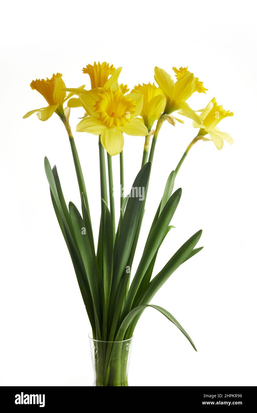 Fleurs de jonquille jaune printemps isolées sur fond blanc. Banque D'Images