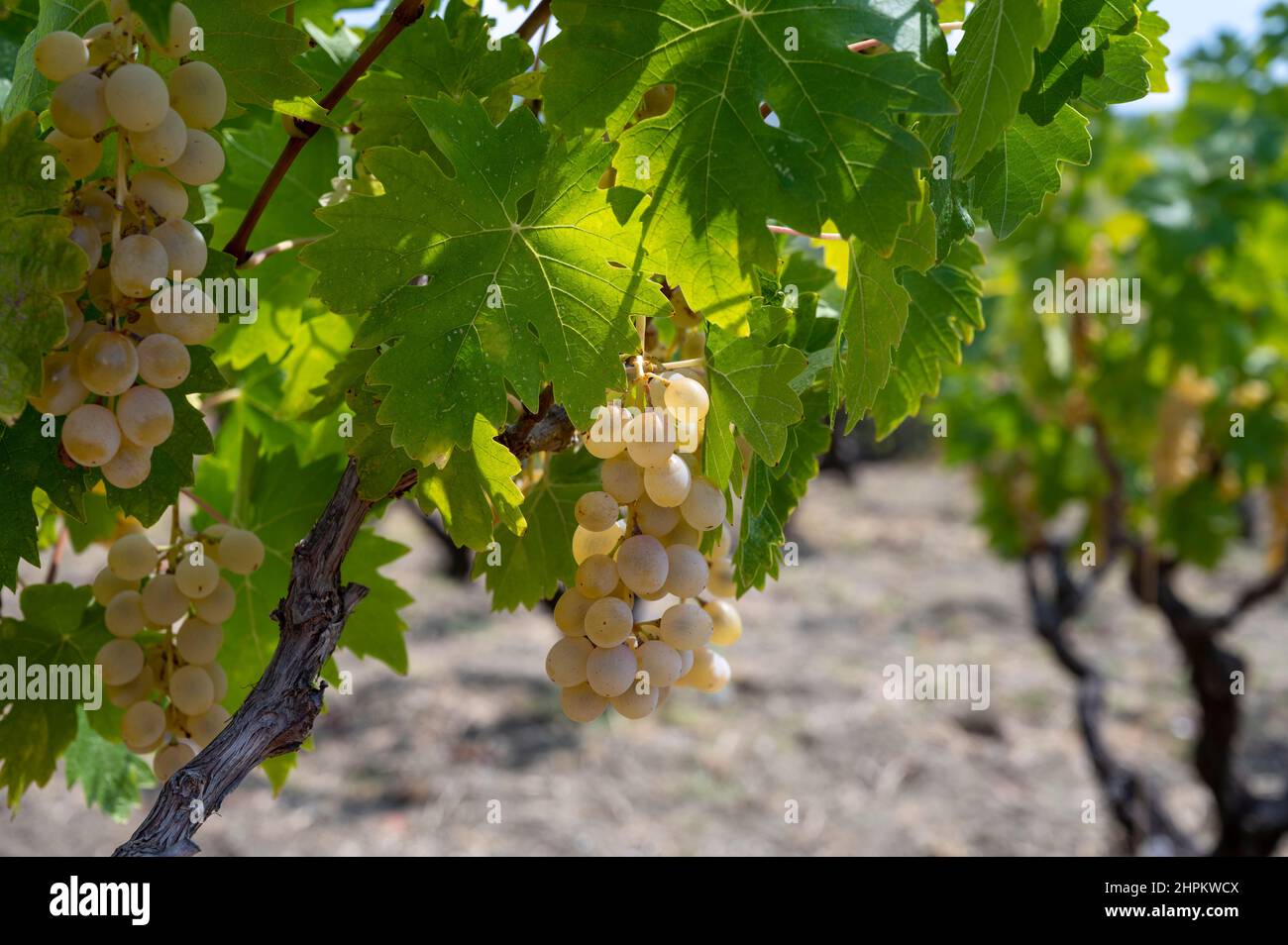 Industrie vinicole sur l'île de Chypre, vue sur les vignobles chypriotes avec des vignes en pleine croissance sur les pentes sud de la chaîne de montagnes de Troodos Banque D'Images