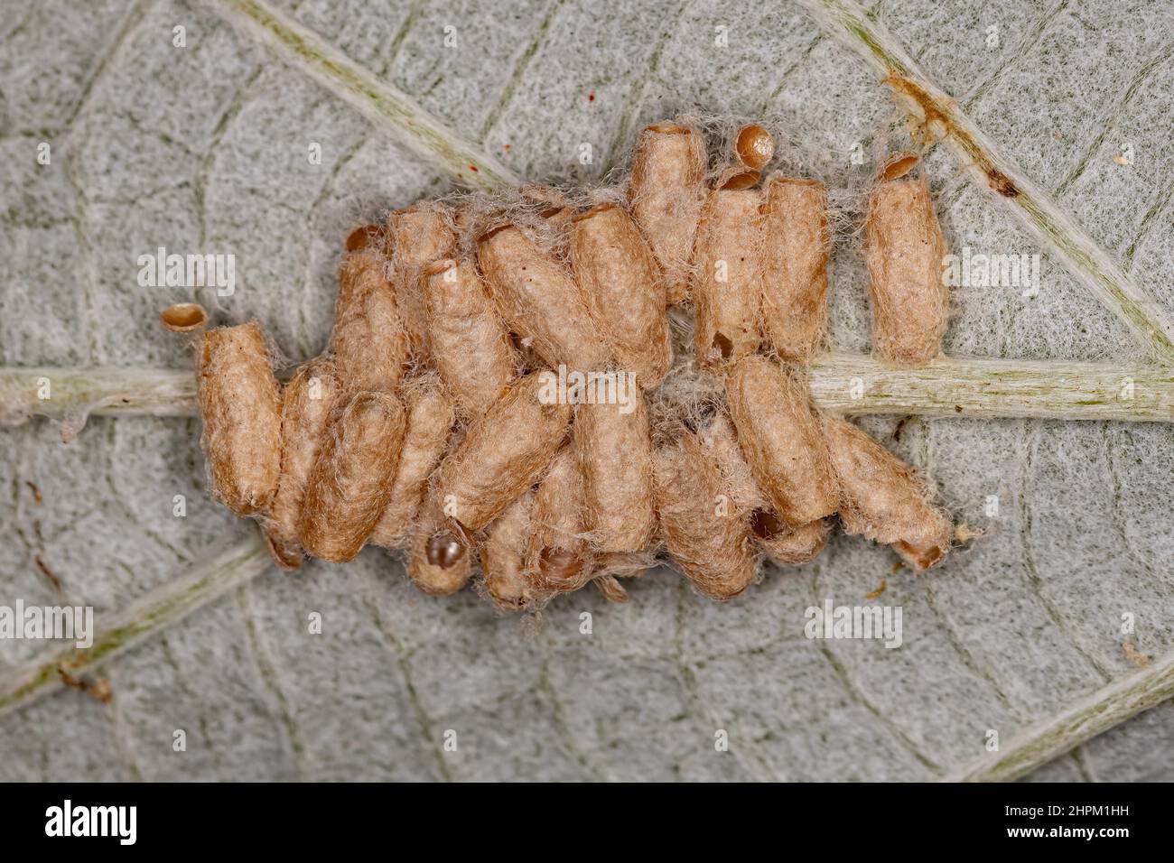 Les pupes ont éclos d'une guêpe parasitoïde au dos d'une feuille d'une plante du genre Cecropia Banque D'Images