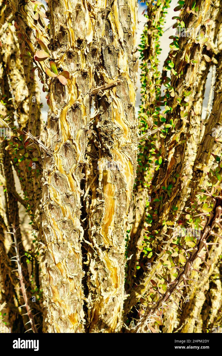 Tiges épineuses de l'ocotillo (Fouquieria splendens), avec de nouvelles feuilles après quelques jours de pluie, désert de Mohave, Californie, États-Unis Banque D'Images