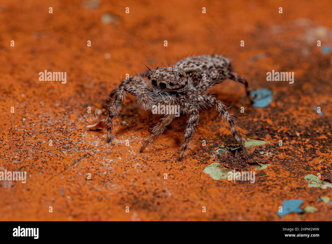 Petite araignée sauteuse femelle de l