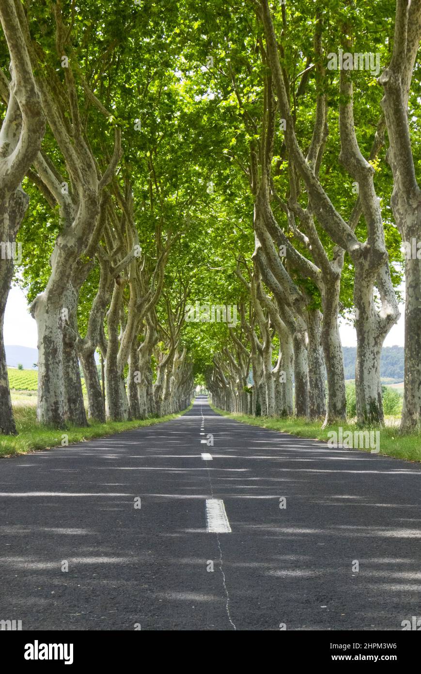 Route vide bordée d'arbres dans le sud de la France en été Banque D'Images