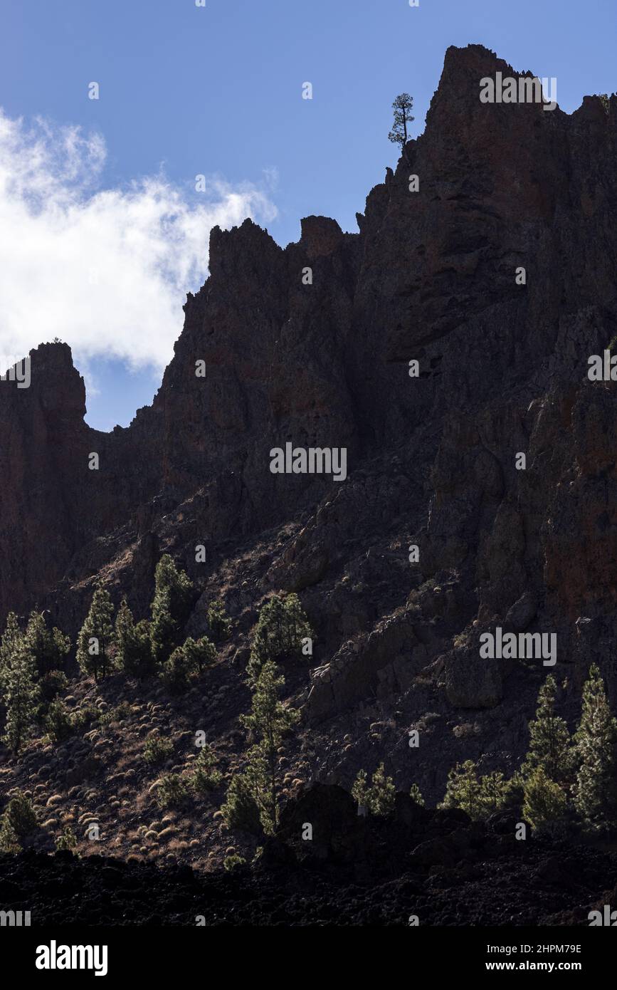 PIN seul, pinus canariensis, pin canarien pousse d'une falaise volcanique dans le parc national de Las Canadas del Teide, Tenerife, Islan des Canaries Banque D'Images