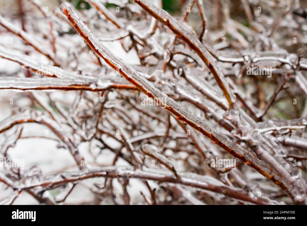 Photo en gros plan des branches d'arbre surgelées recouvertes de glace. Banque D'Images