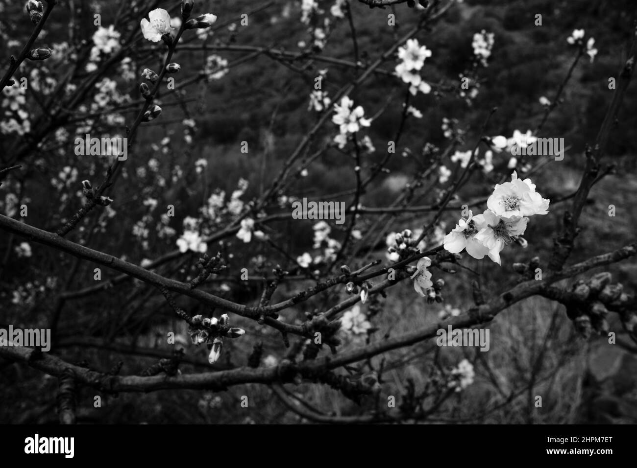 Fleur d'amande, fleur, prunus dulcis floraison au printemps, Santiago del Teide, Tenerife, Iles Canaries, Espagne Banque D'Images Fleur d'amande, fleur, prunus dulcis floraison au printemps, Santiago del Teide, Tenerife, Iles Canaries, Espagne Banque D'Images