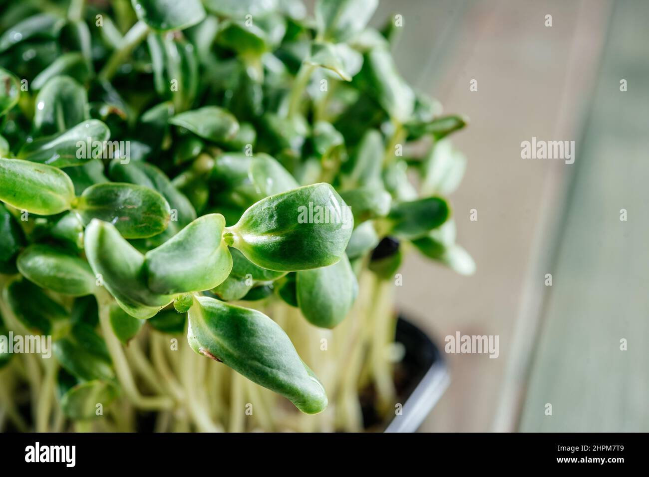 Culture de micro-légumes à la maison, pousses de micro-légumes de tournesol vert frais sur la table de cuisine Banque D'Images