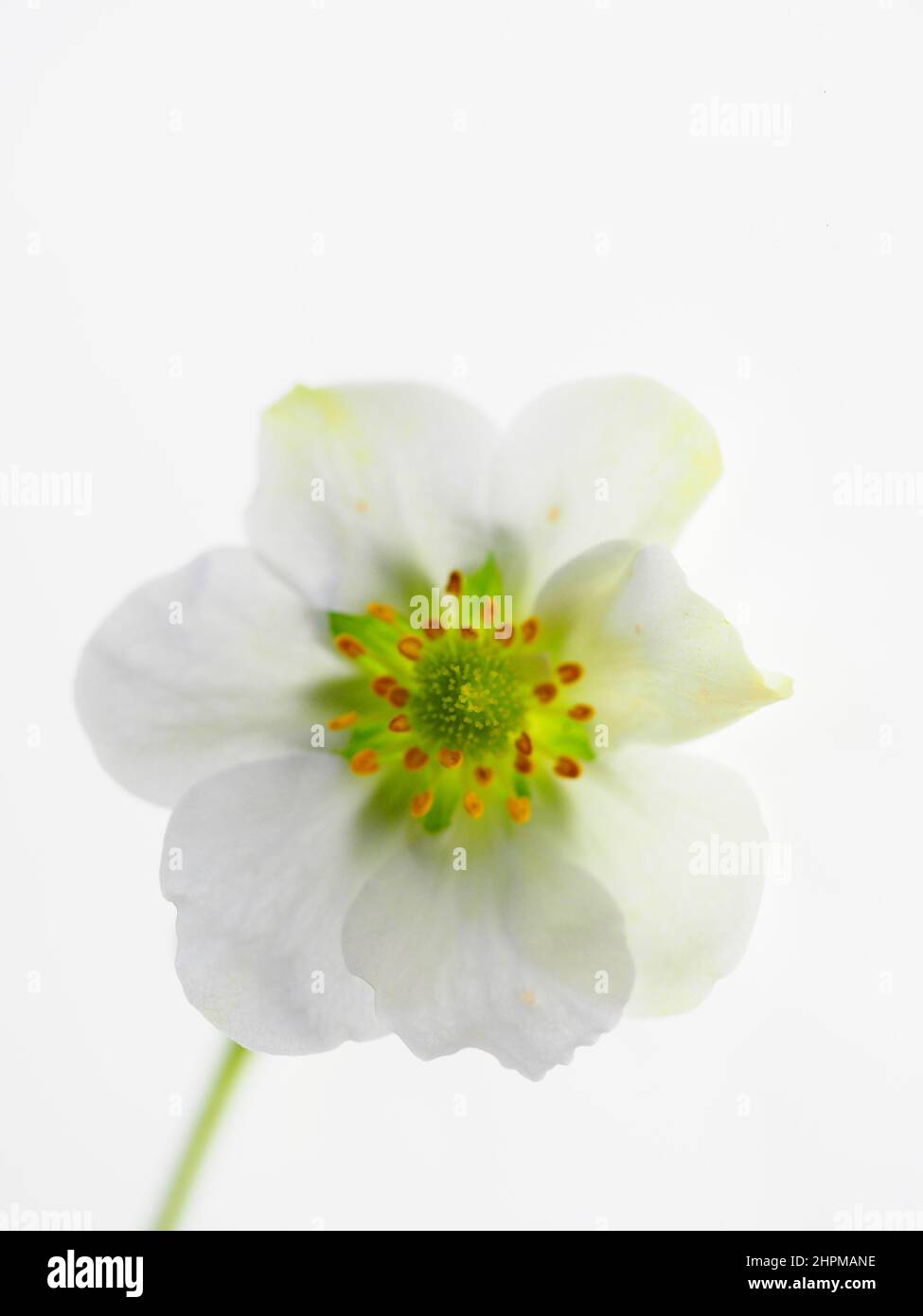 Une fleur blanc pâle sur fond blanc, touche haute Banque D'Images